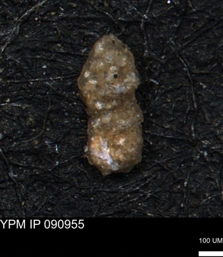 Ammobaculites euides