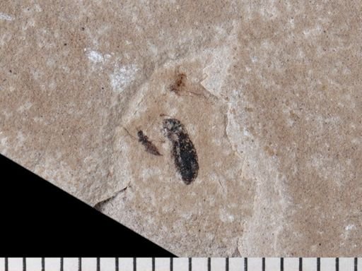 Psocoptera?