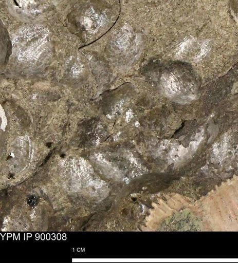 Anomia gryphorhyncha