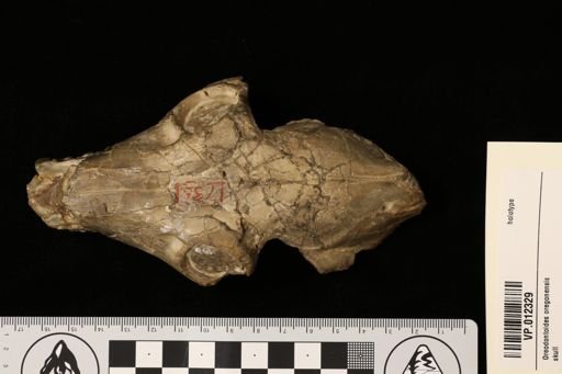 Eporeodon (Oreodontoides) oregonensis