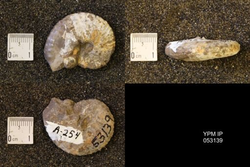 Discoscaphites conradi