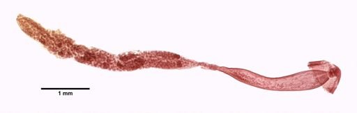 Pomphorhynchus laevis