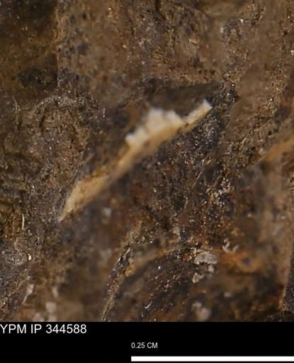 undet. Mollusca