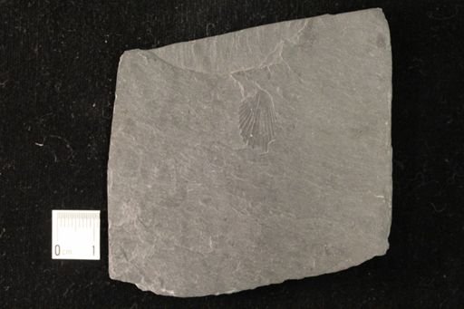 Cardiola palmata