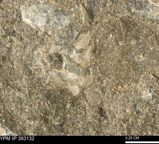 Scaphites sp.