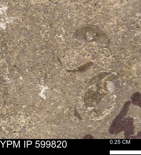 Protocardia subquadrata