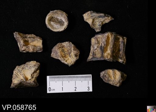 Actinopterygii?