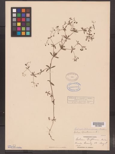Galium obtusum