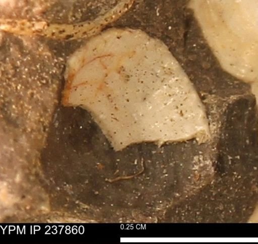 Limopsis striatopunctatus
