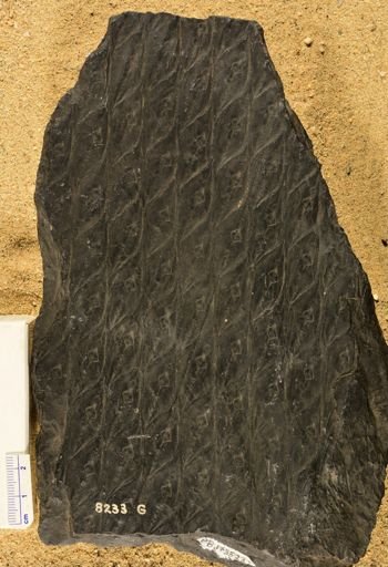 Lepidodendron sp.