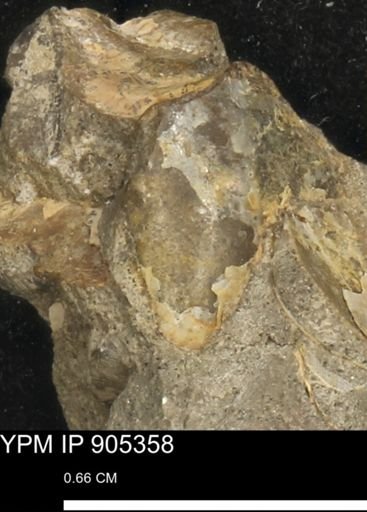 undet. Bivalvia