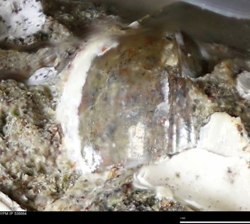 Corbulamella gregaria