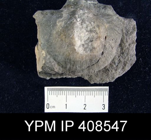 Stropheodonta varistriata