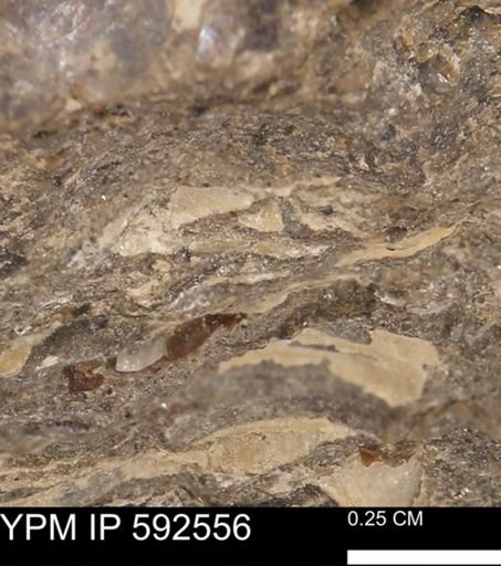 undet. Mollusca