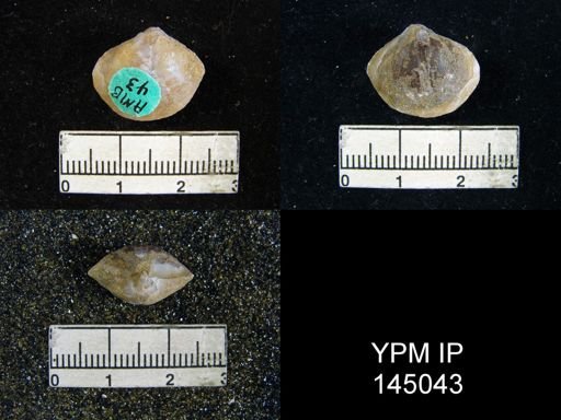 Athyris cf. royssii