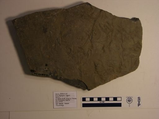 Hylopus logani