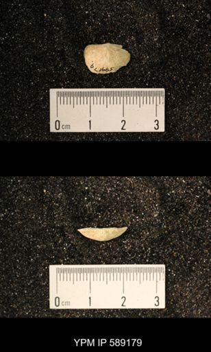 Sowerbyella sp.