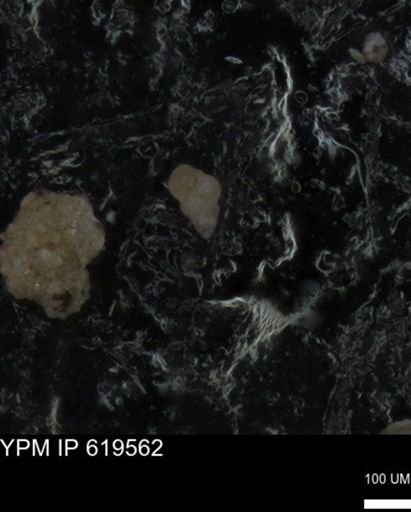 undet. Heterohelicidae