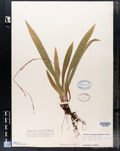 Carex plantaginea