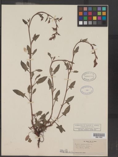 Rumex acetosella