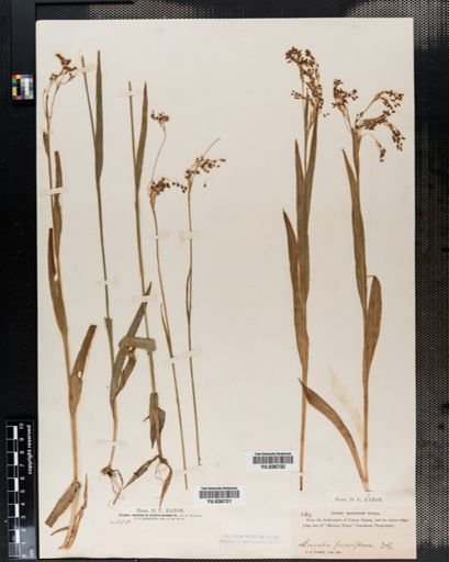 Luzula parviflora