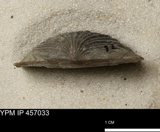 Stropheodonta sp.