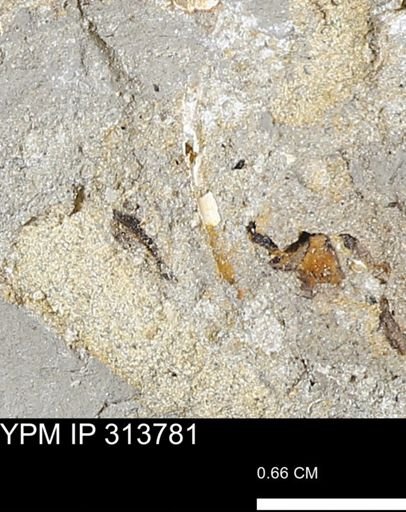 undet. Scaphopoda