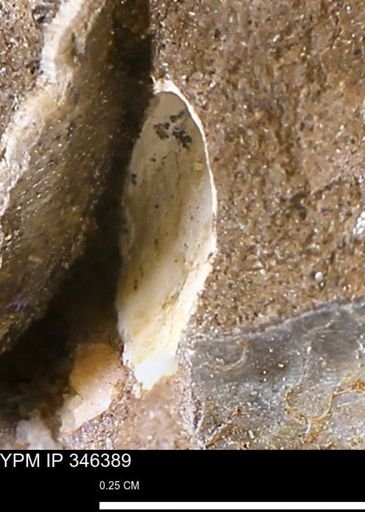 undet. Bivalvia