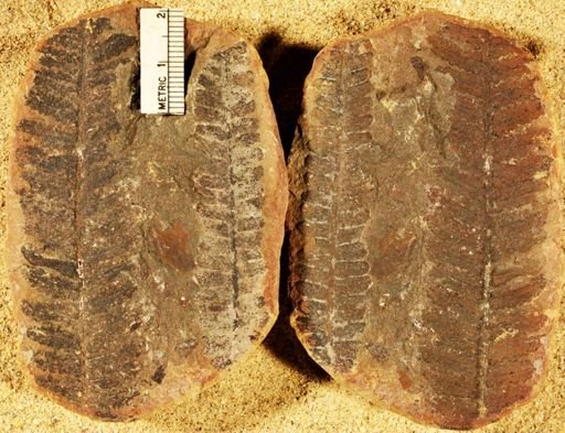 Pecopteris unitus