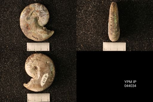 Hoploscaphites nicolletii