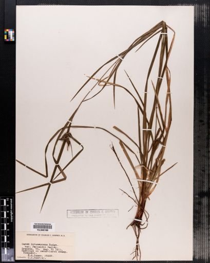 Carex intumescens