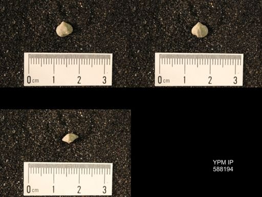 Zygospira modesta