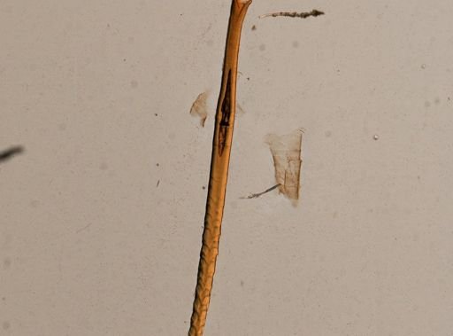Martiodrilus crassus