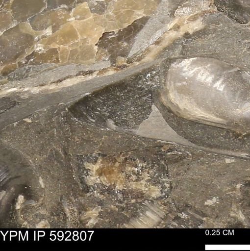 Phelopteria linguaeformis