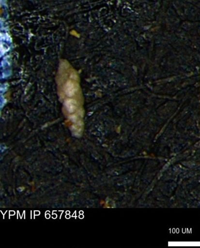 Verneuilinoides kansasensis