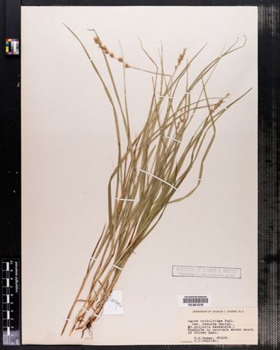 Carex projecta