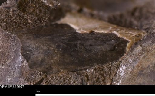 Pseudoptera subtortuosa