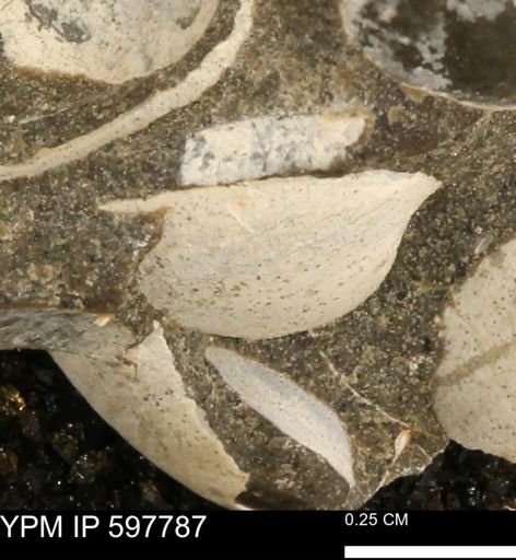 Limopsis striatopunctatus