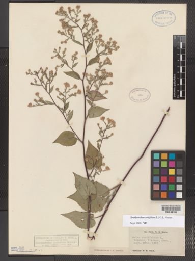 Symphyotrichum cordifolium