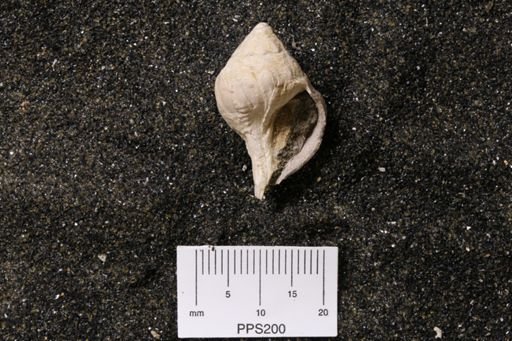Ornopsis (Pornosis) digressa