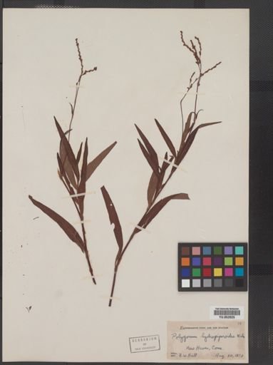 Plantae