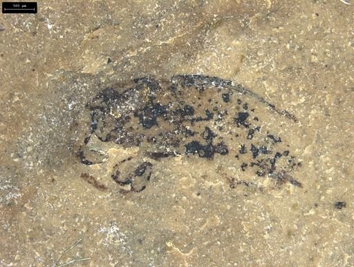 Curculionidae