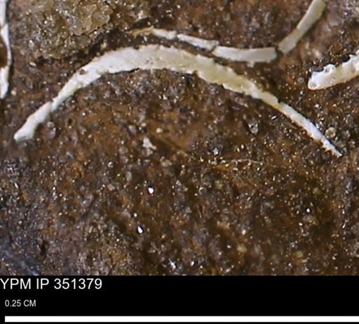 undet. Bivalvia