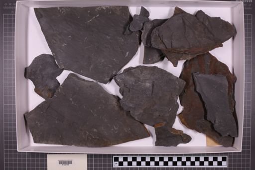 mixed taxa, stratigraphic collection