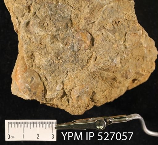 undet. Inoceramidae