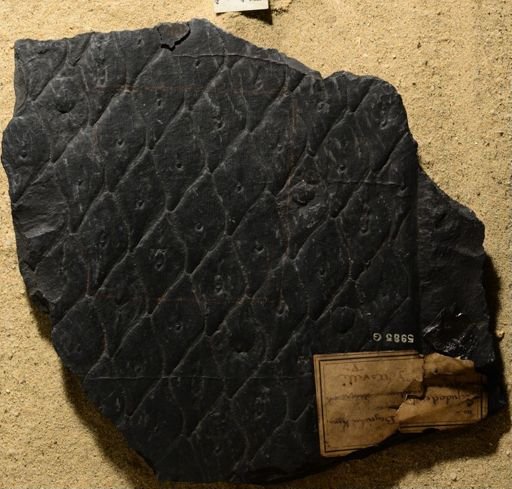 Lepidodendron sp.