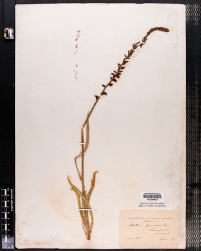 Aletris farinosa