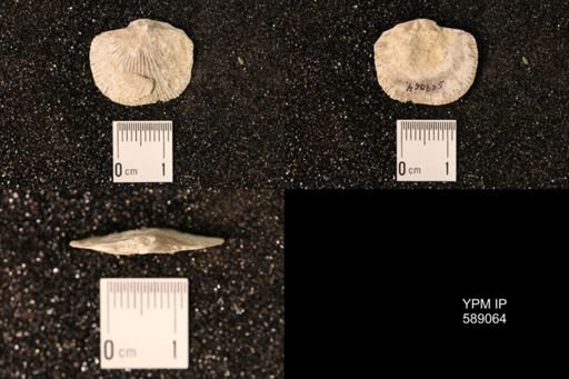 Dinorthis subquadrata