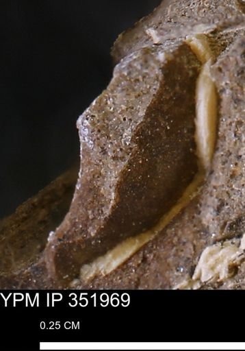 undet. Mollusca