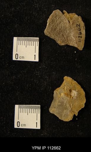 Stomatopora arachnoidea